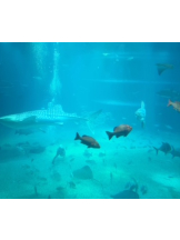 梅田堂山女学院 - まう【梅田堂山女学院】の女の子ブログ画像