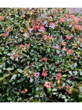 エロチカセブン - NO.３３　まりの女の子ブログ画像