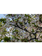 エロチカセブン - NO.３３　まりの女の子ブログ画像