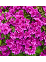 エロチカセブン - NO.３３　まりの女の子ブログ画像