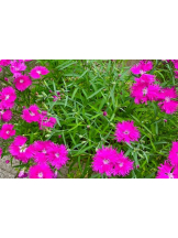 エロチカセブン - NO.３３　まりの女の子ブログ画像