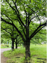 エロチカセブン - NO.３３　まりの女の子ブログ画像