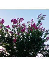 エロチカセブン - NO.３３　まりの女の子ブログ画像