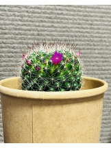 エロチカセブン - NO.３３　まりの女の子ブログ画像