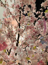 エロチカセブン - NO.３３　まりの女の子ブログ画像