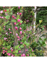 エロチカセブン - NO.３３　まりの女の子ブログ画像