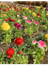 エロチカセブン - NO.３３　まりの女の子ブログ画像