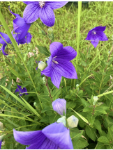 エロチカセブン - NO.３３　まりの女の子ブログ画像