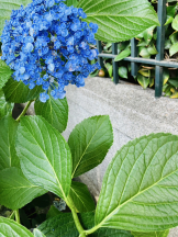 エロチカセブン - NO.３３　まりの女の子ブログ画像