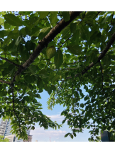 エロチカセブン - NO.３３　まりの女の子ブログ画像