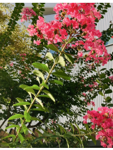 エロチカセブン - NO.３３　まりの女の子ブログ画像