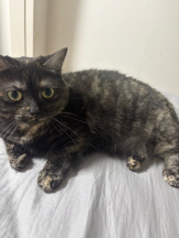 あるまぎ！ - りりちよの女の子ブログ画像