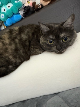 あるまぎ！ - りりちよの女の子ブログ画像