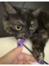 あるまぎ！ - りりちよの女の子ブログ画像