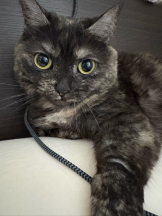 あるまぎ！ - りりちよの女の子ブログ画像