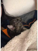 あるまぎ！ - りりちよの女の子ブログ画像