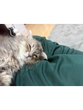 あるまぎ！ - りりちよの女の子ブログ画像