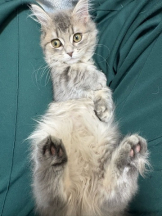 あるまぎ！ - りりちよの女の子ブログ画像