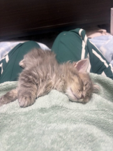 あるまぎ！ - りりちよの女の子ブログ画像