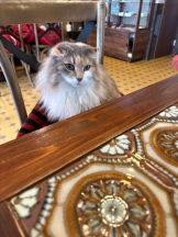 あるまぎ！ - りりちよの女の子ブログ画像