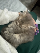 あるまぎ！ - りりちよの女の子ブログ画像