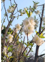 あるまぎ！ - めぐの女の子ブログ画像