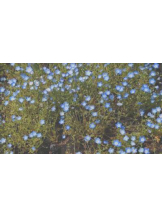 あるまぎ！ - めぐの女の子ブログ画像