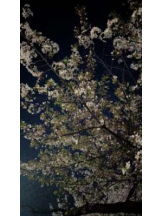 あるまぎ！ - めぐの女の子ブログ画像