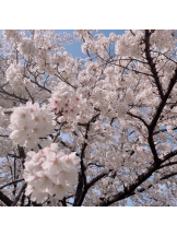 あるまぎ！ - まりんの女の子ブログ画像