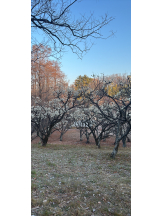 VIVID・CREW マダム・セカンドヴァージンはなれ - ももの女の子ブログ画像