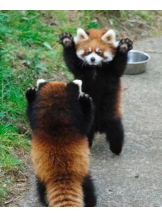 VIVID・CREW マダム・セカンドヴァージンはなれ - ききの女の子ブログ画像