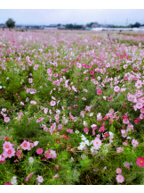 VIVID・CREW マダム・セカンドヴァージンはなれ - ききの女の子ブログ画像