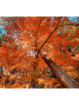 VIVID・CREW マダム・セカンドヴァージンはなれ - ききの女の子ブログ画像