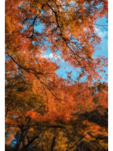 VIVID・CREW マダム・セカンドヴァージンはなれ - ききの女の子ブログ画像