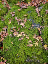 VIVID・CREW マダム・セカンドヴァージンはなれ - ききの女の子ブログ画像