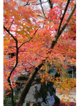 VIVID・CREW マダム・セカンドヴァージンはなれ - ききの女の子ブログ画像