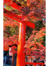 VIVID・CREW マダム・セカンドヴァージンはなれ - ききの女の子ブログ画像