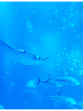 VIVID・CREW マダム・セカンドヴァージンはなれ - ききの女の子ブログ画像