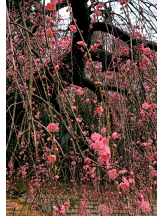 VIVID・CREW マダム・セカンドヴァージンはなれ - ききの女の子ブログ画像