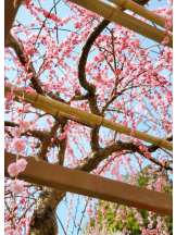 VIVID・CREW マダム・セカンドヴァージンはなれ - ききの女の子ブログ画像