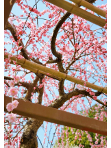 VIVID・CREW マダム・セカンドヴァージンはなれ - ききの女の子ブログ画像