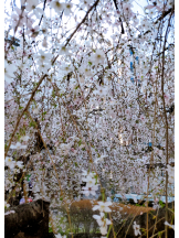 VIVID・CREW マダム・セカンドヴァージンはなれ - ききの女の子ブログ画像