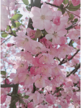 VIVID・CREW マダム・セカンドヴァージンはなれ - ききの女の子ブログ画像