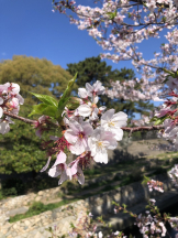 VIVID・CREW マダム・セカンドヴァージンはなれ - ききの女の子ブログ画像