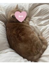 VIVID・CREW マダム・セカンドヴァージン十三店 - さゆりの女の子ブログ画像