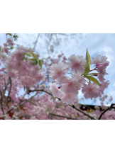 VIVID・CREW マダム・セカンドヴァージン十三店 - さゆりの女の子ブログ画像