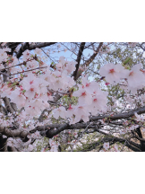 VIVID・CREW マダム・セカンドヴァージン十三店 - のぞみの女の子ブログ画像