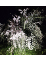 VIVID・CREW マダム・セカンドヴァージン十三店 - のぞみの女の子ブログ画像