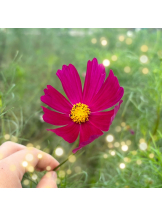 VIVID・CREW十三店 - あきらの女の子ブログ画像