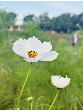 VIVID・CREW十三店 - あきらの女の子ブログ画像